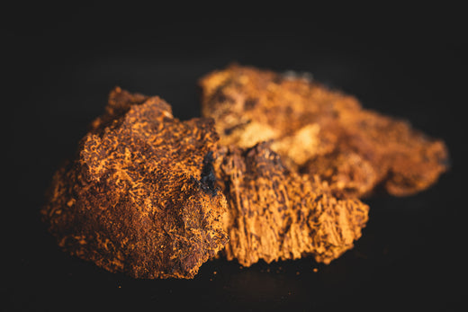 medicininis grybas čaga (chaga)