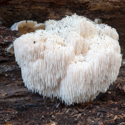 Lion's mane medicininis grybas 