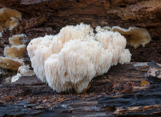 Naujas tyrimas rodo: LION’s MANE grybas gali padėti kognityvinei sveikatai