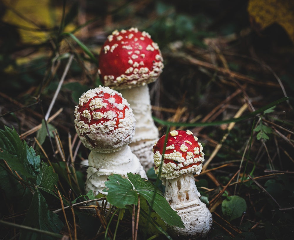 musmirės, Kalėdų pasaka, Amanita muscaria 