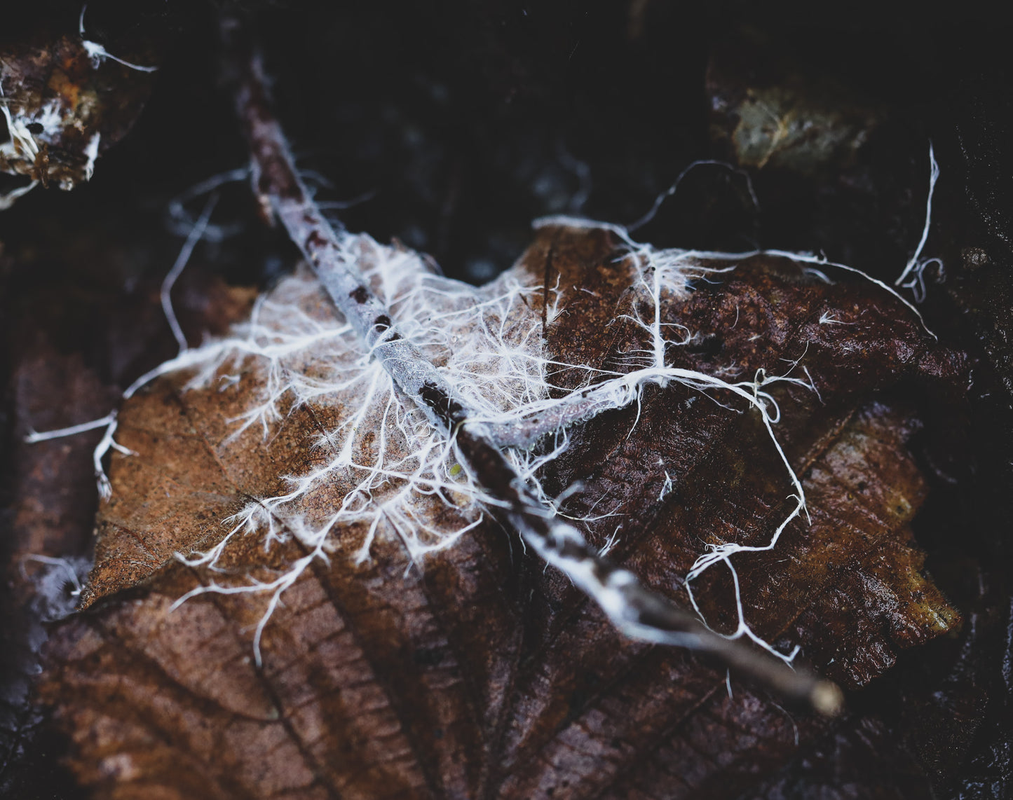 Edukacija apie grybų pasaulį