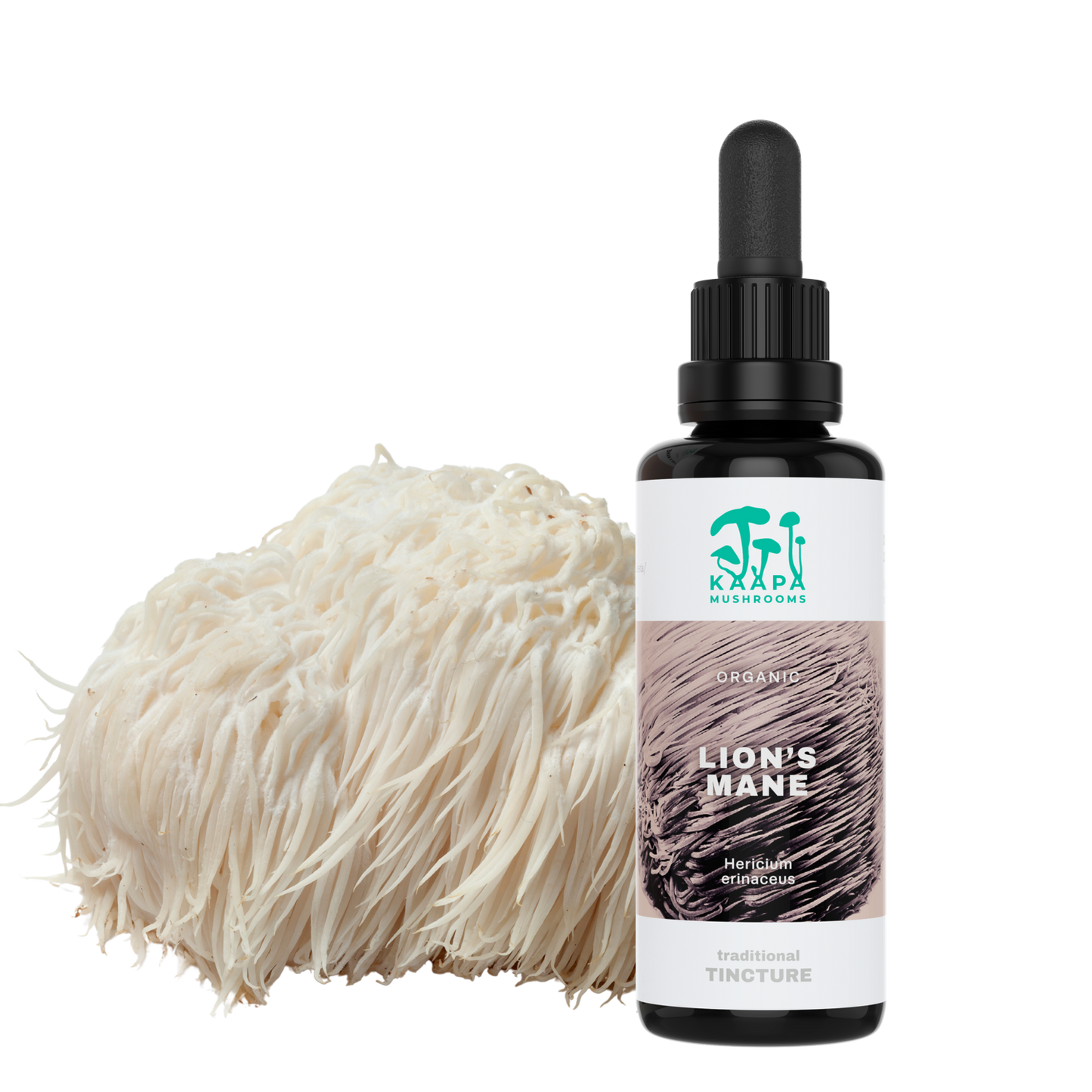 Organic mushroom supplement "LION's MANE extract"