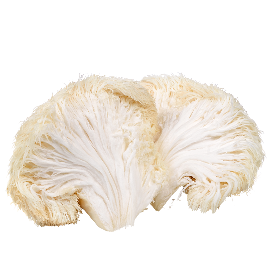 Organic mushroom supplement "LION's MANE extract"