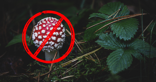 Paprastoji musmirė, amanita muscaria uždrausta