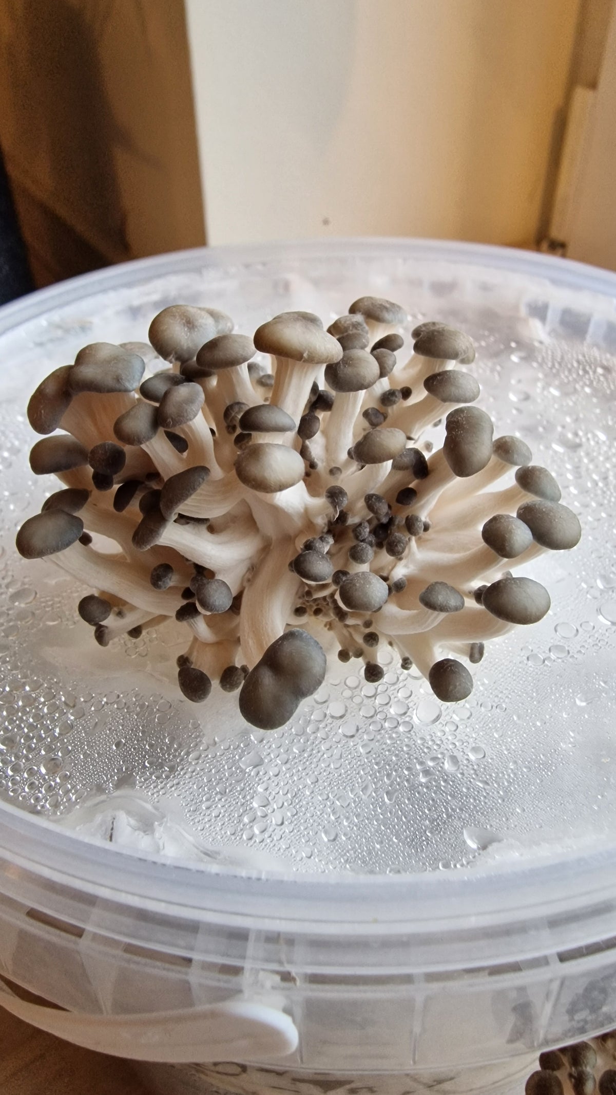 Guided mushroom walk 