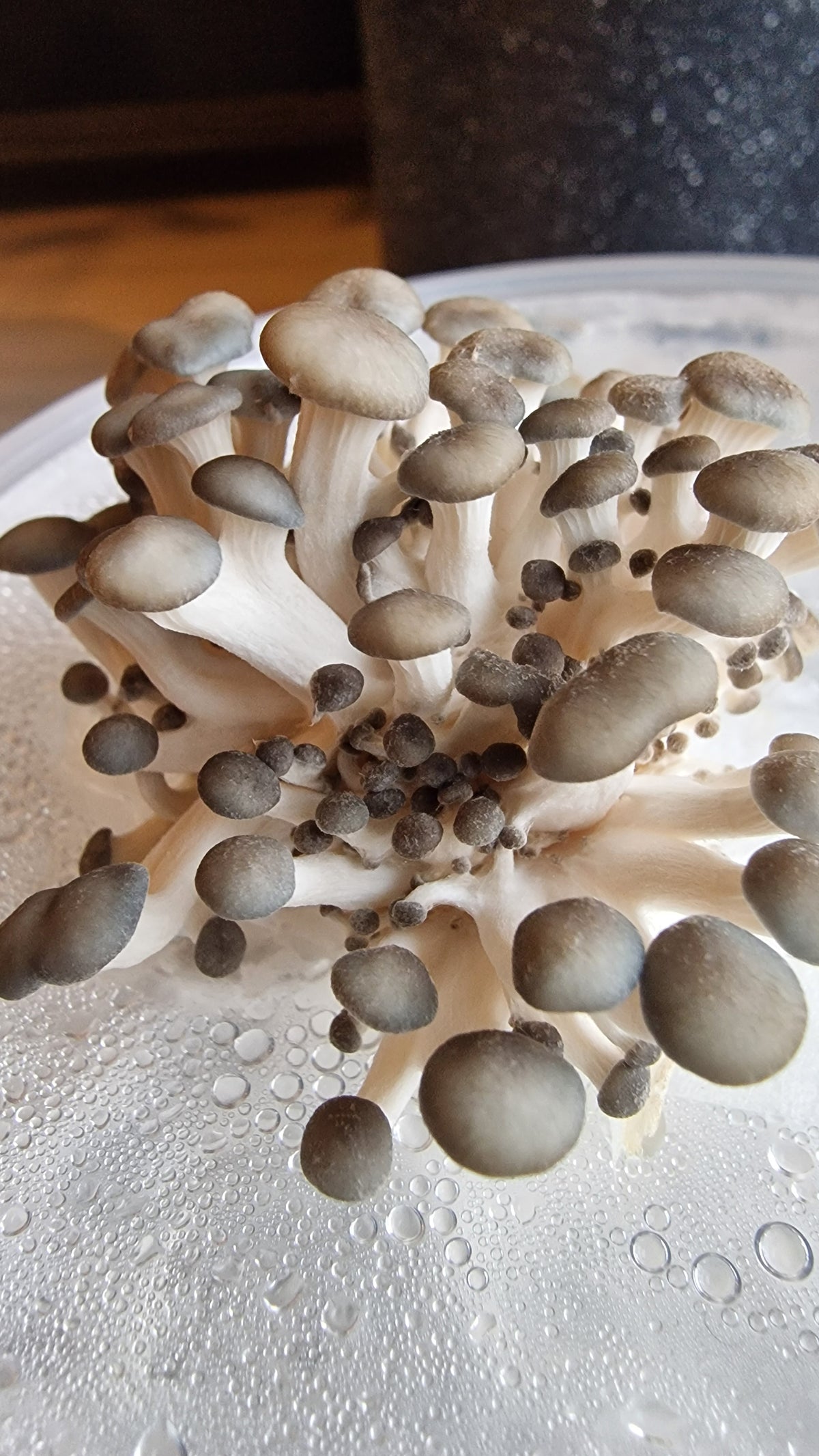 Guided mushroom walk 