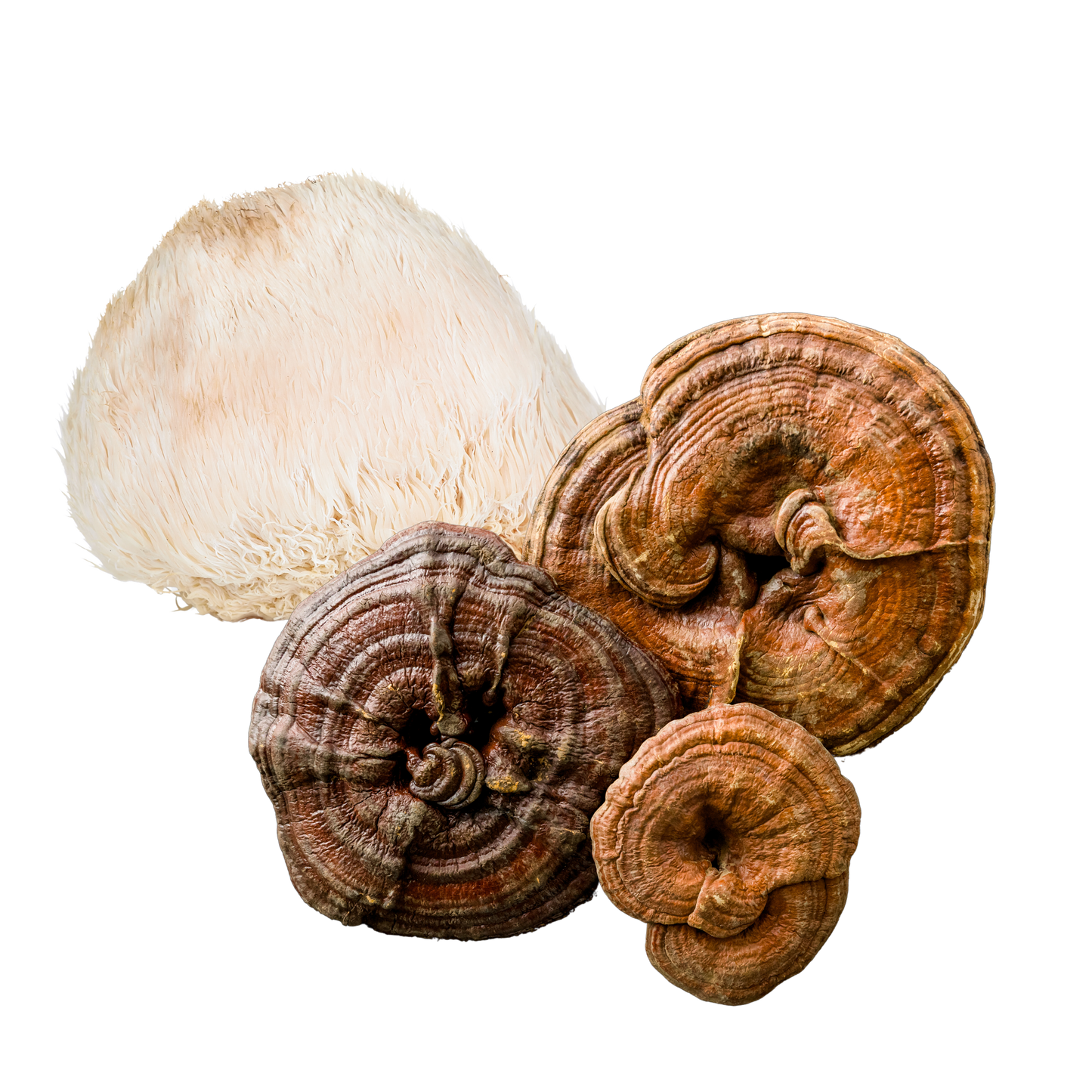 Ekologiški LION's MANE ir REISHI grybų ekstraktai | Rinkinys subalansuotai dienai