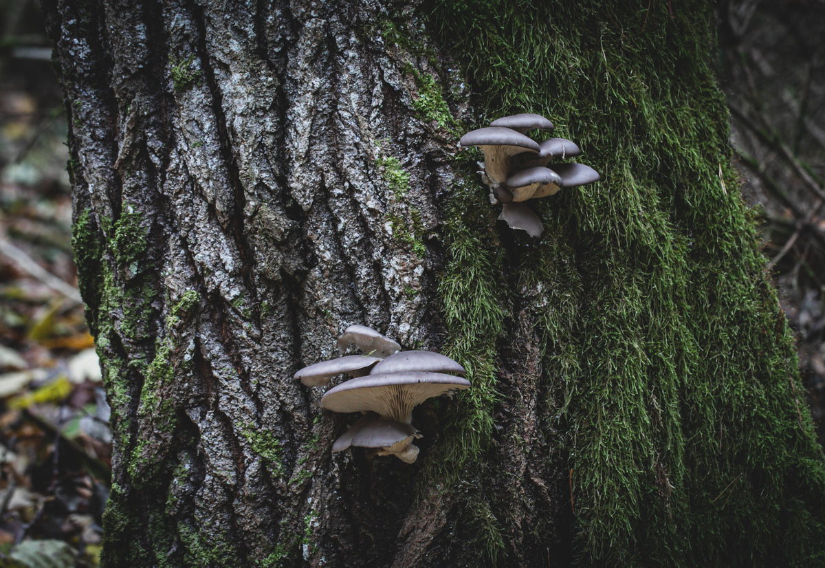 Guided mushroom walk 